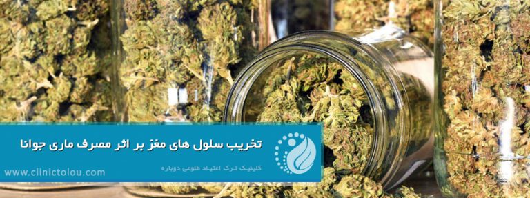 تخریب سلول های مغز بر اثر مصرف ماری جوانا